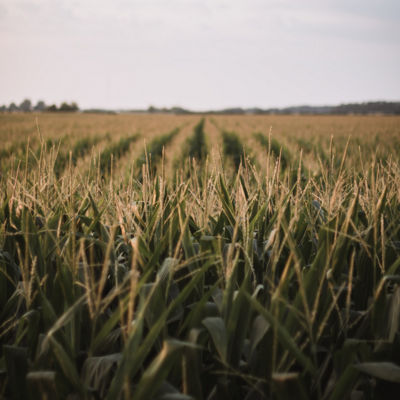 A field of grains ready for harvest